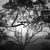 linaje-compressor-2.jpg Linaje